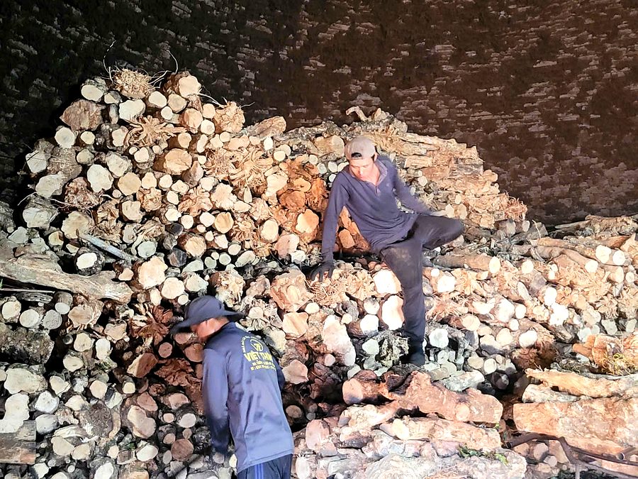 Workers stacking coffee wood inside a charcoal kiln