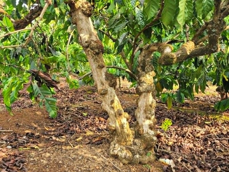 Robusta coffee plantation in the Central Highlands of Vietnam
